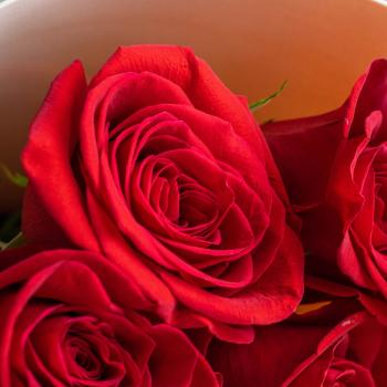 Розы 50 см Красные из Эквадора