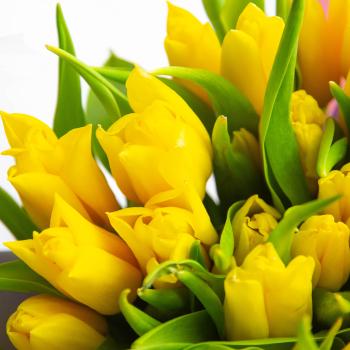 Желтые тюльпаны 33